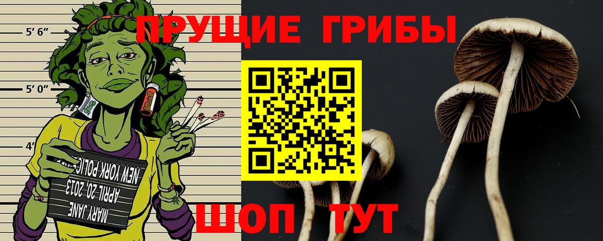 Галлюциногенные грибы Cubensis Новокубанск
