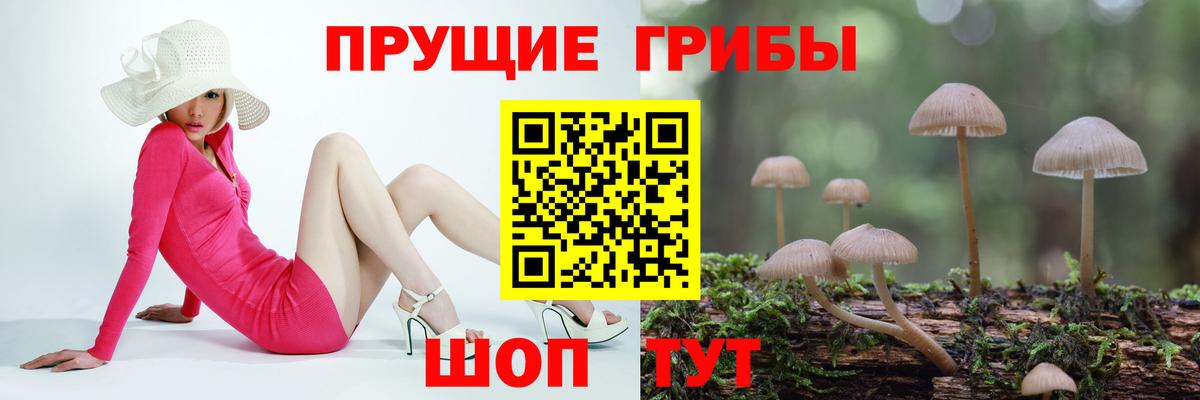 Псилоцибиновые грибы Cubensis  Вход с VPN  Новокубанск 